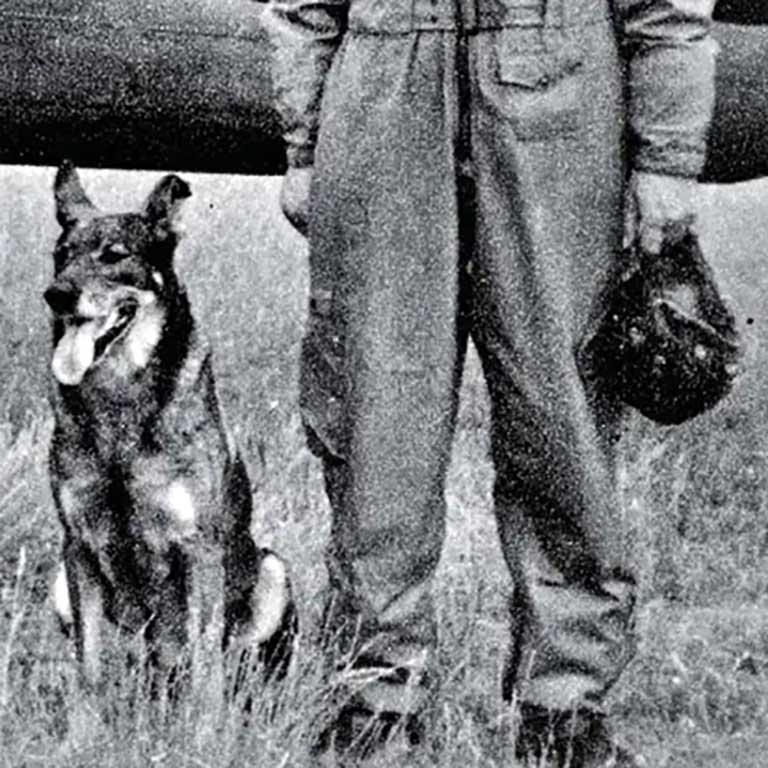 Calling all dog lovers… Antis the combat dog