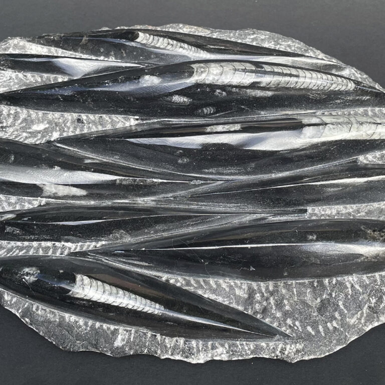 orthoceras seabed fossil 200 to 500 million years old from Mystic Union Qld