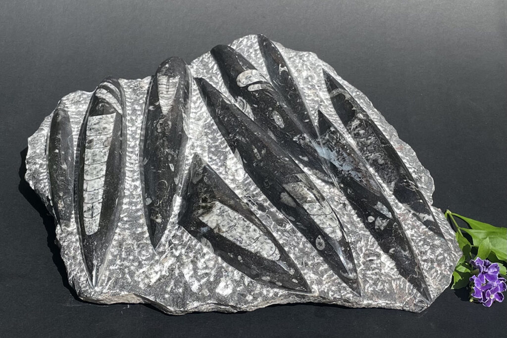 orthoceras seabed fossil 200 to 500 million years old from Mystic Union Qld