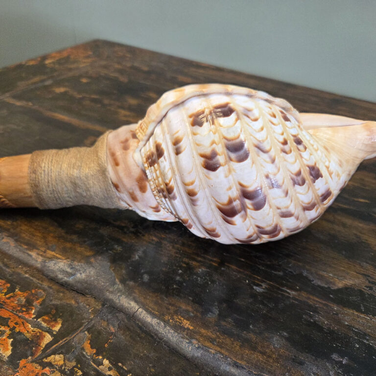 Maori Putatara signalling trumpet