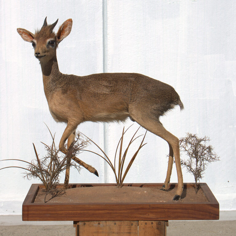 South African trophy dik-dik, full size taxidermy
