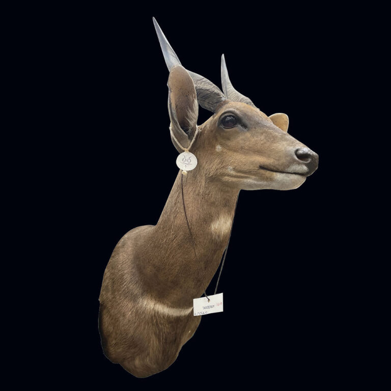 Vintage bush buck shoulder mount taxidermy