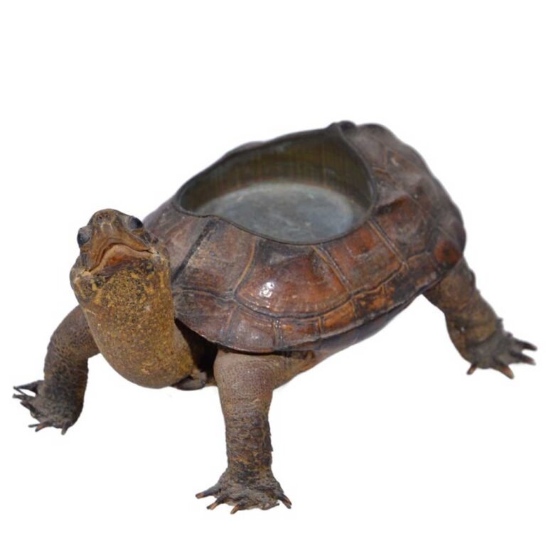 Taxidermy-Turtle Pin Dish. Cute little guy full of character.