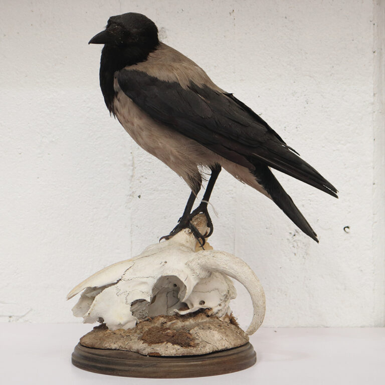 Taxidermy, Black hooded crow