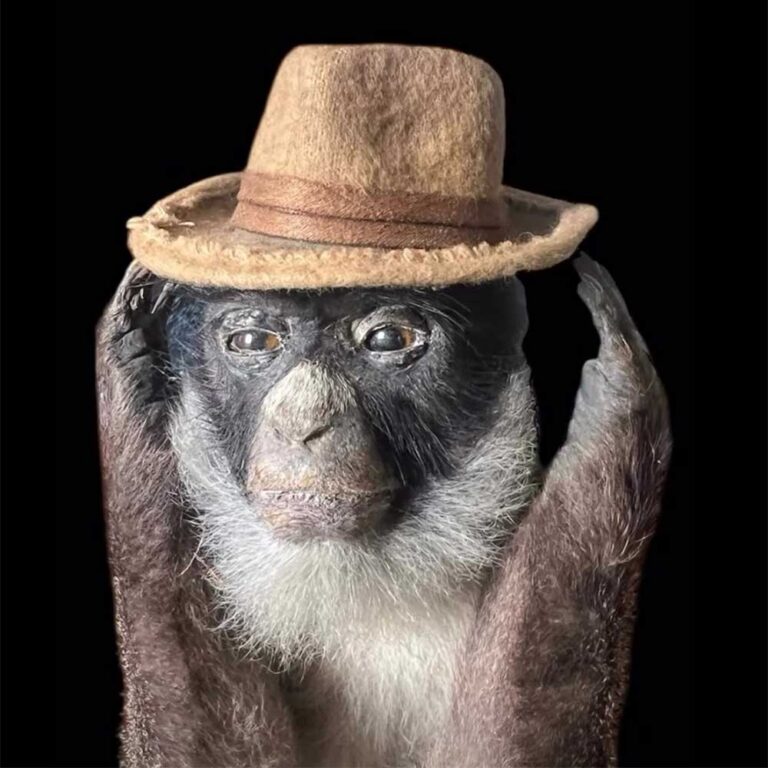 Rare taxidermy at Grange Antiques Latrobe,Tasmania