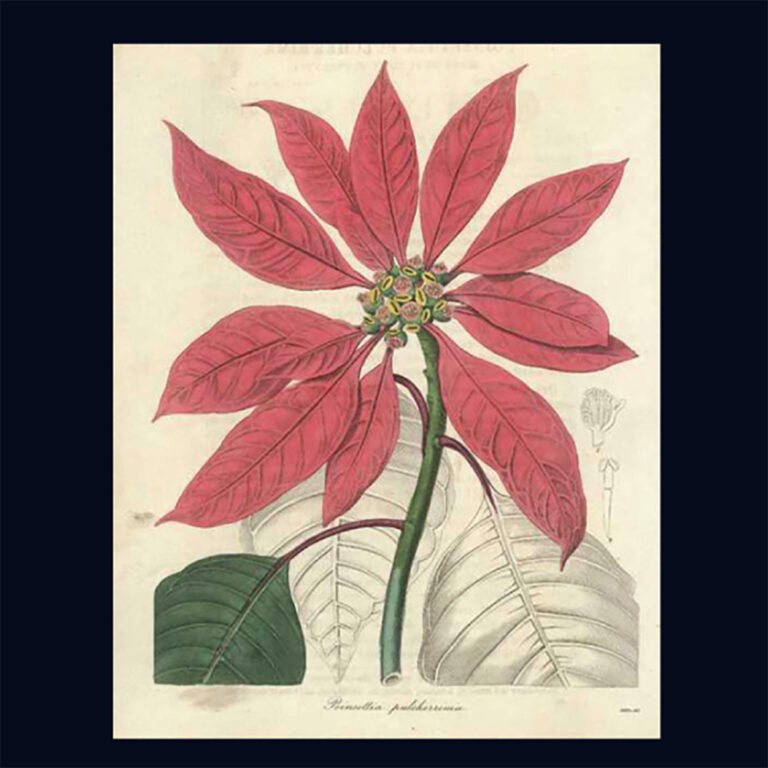 Antique engraving of a poinsettia c.1837 by Benjamin Maund
