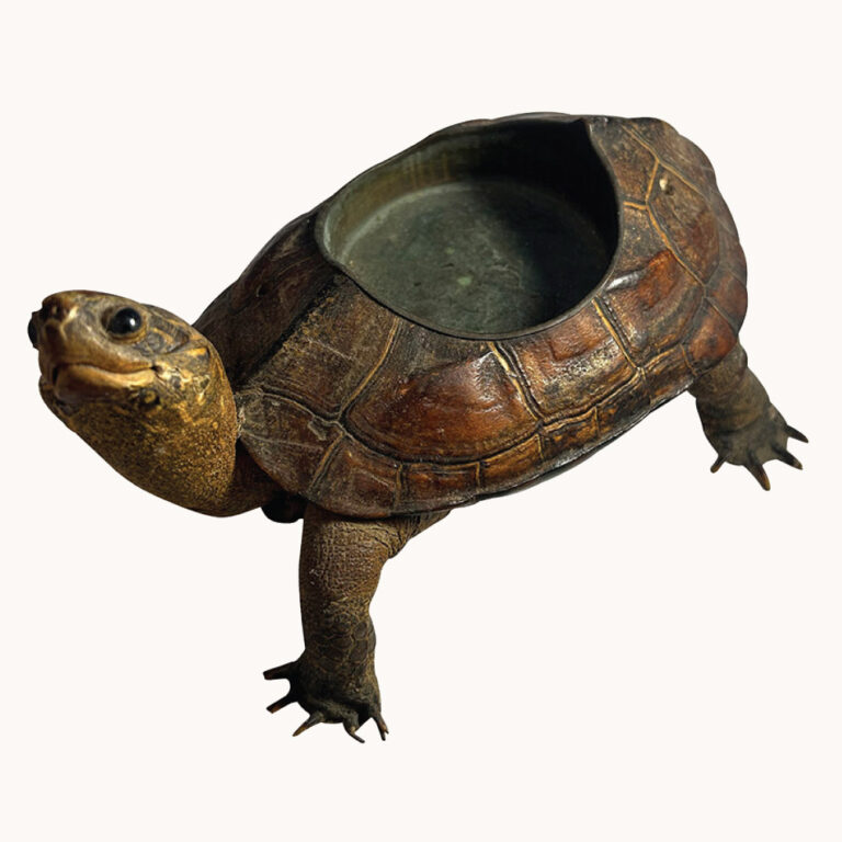 1930s taxidermy turtle