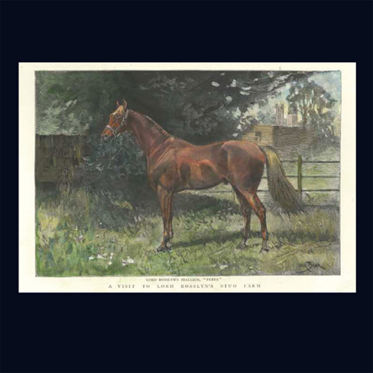 Original engraving, Stud Farm Horse Breeding Lord Rosslyn's Stallion, ‘Peter’ c.1892