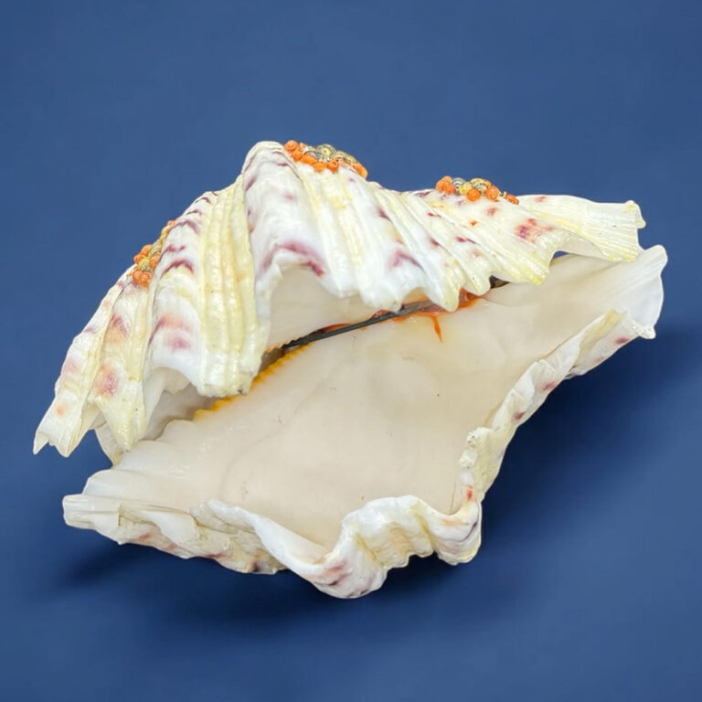 retro kitsch 1960s seashell lady in a clamshell dress