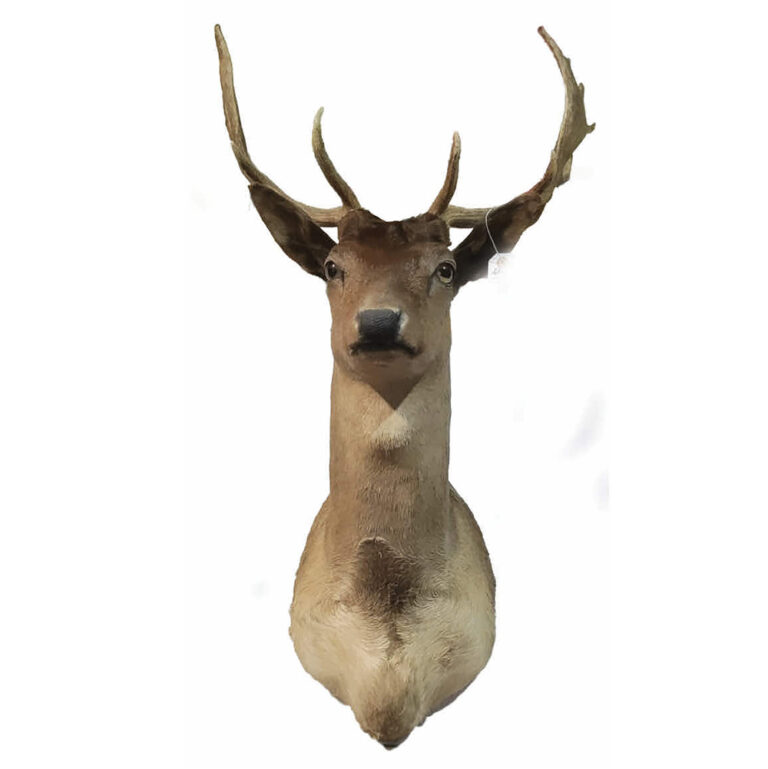 Taxidermy wall mounted Deer Head