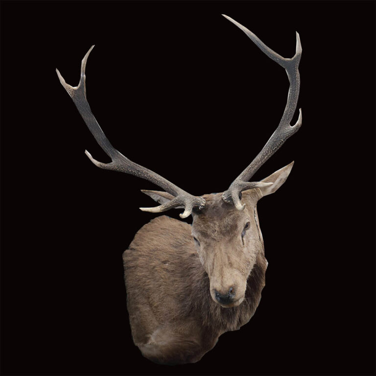Large taxidermy deer head
