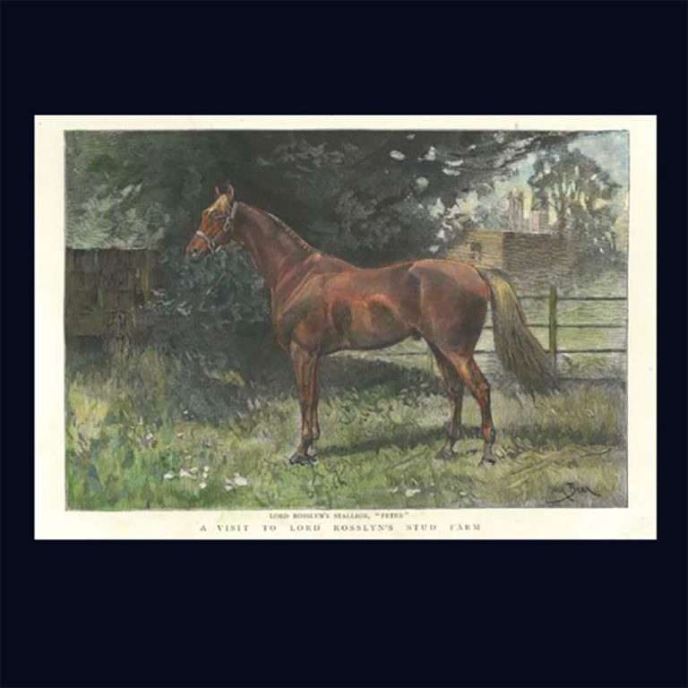 Original engraving, Stud Farm Horse Breeding Lord Rosslyn's Stallion, ‘Peter’ c.1892