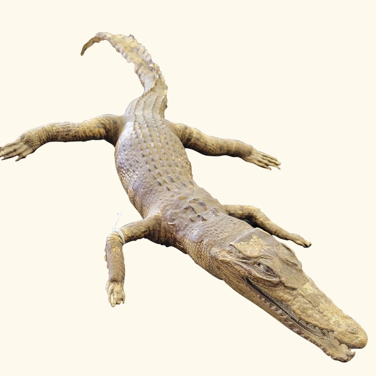 aprils-5-taxidermy-crocodile