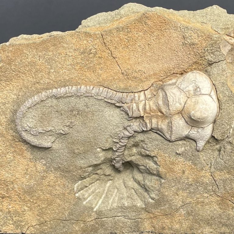 mystic-union-3-fossil
