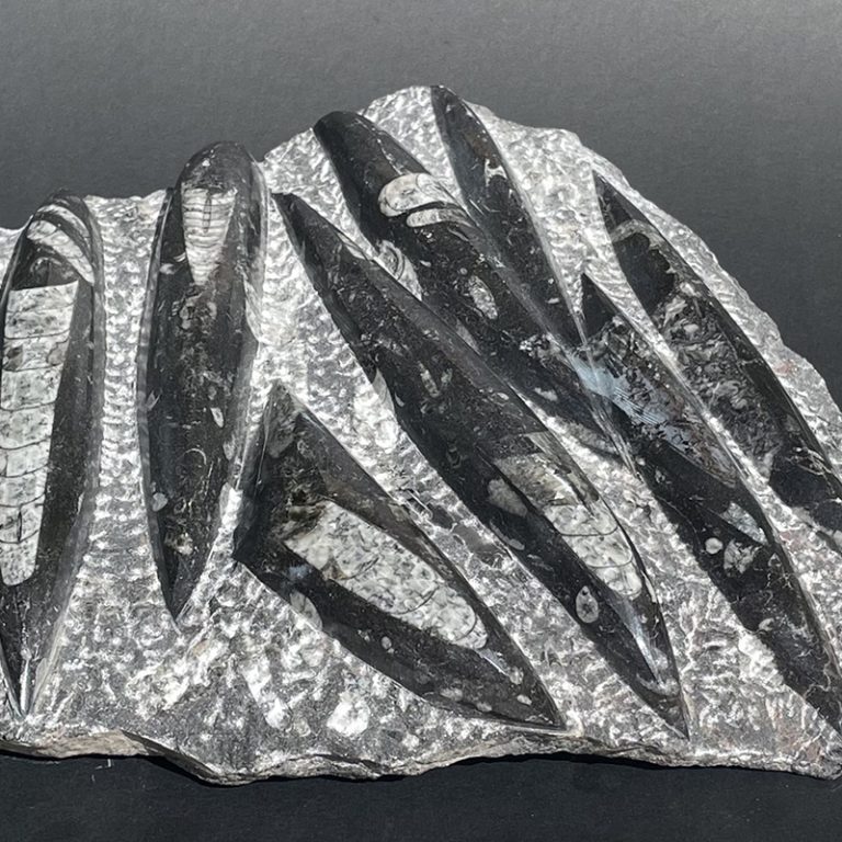 orthoceras seabed fossil 200 to 500 million years old from Mystic Union Qld